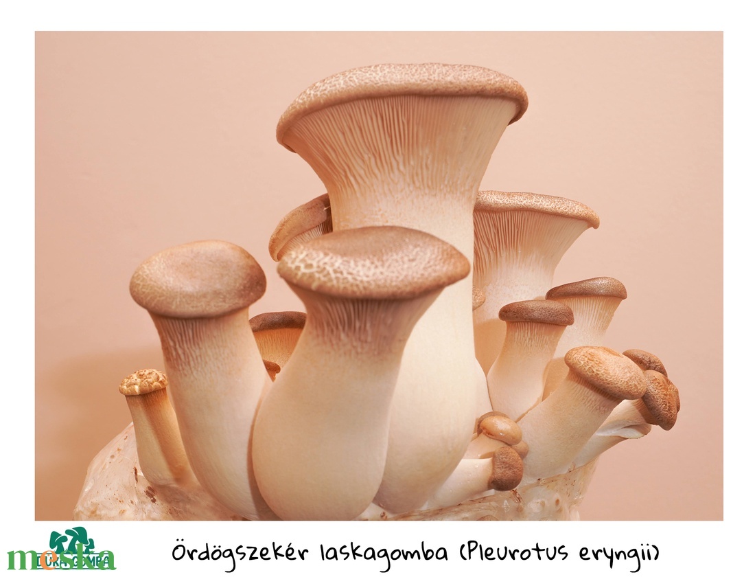 Ördögszekér laskagomba termőblokk - diy (csináld magad) - egységcsomag - Meska.hu Ördögszekér laskagomba termőblokk - diy (csináld magad) - egységcsomag - Meska.hu