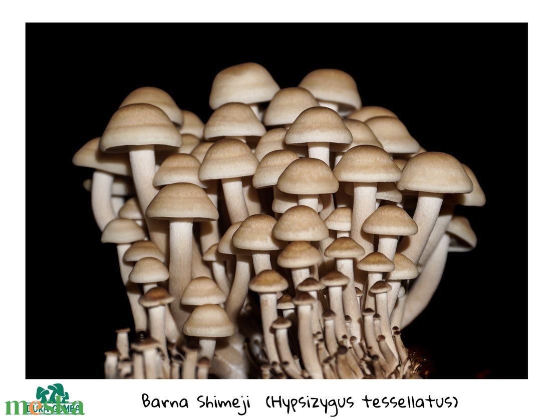 Shimeji gomba termőblokk (barna,fehér) - diy (csináld magad) - egységcsomag - Meska.hu