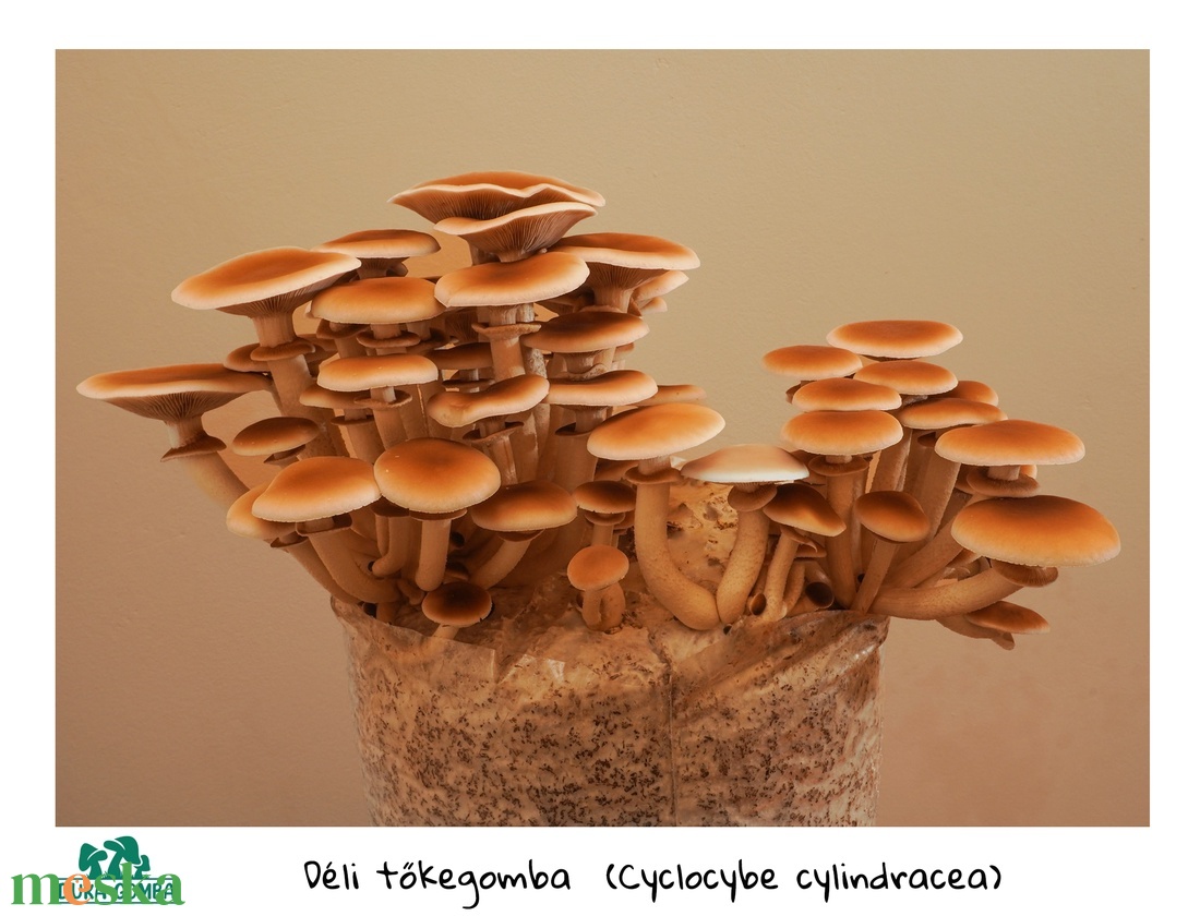 Déli tőkegomba termőblokk - diy (csináld magad) - egységcsomag - Meska.hu Déli tőkegomba termőblokk - diy (csináld magad) - egységcsomag - Meska.hu