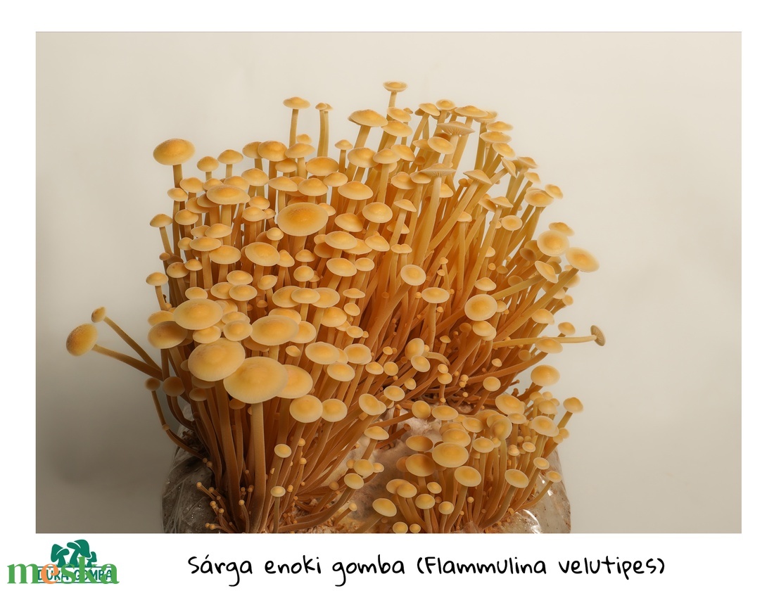 Aranysárga enoki gomba termőblokk - diy (csináld magad) - egységcsomag - Meska.hu Aranysárga enoki gomba termőblokk - diy (csináld magad) - egységcsomag - Meska.hu