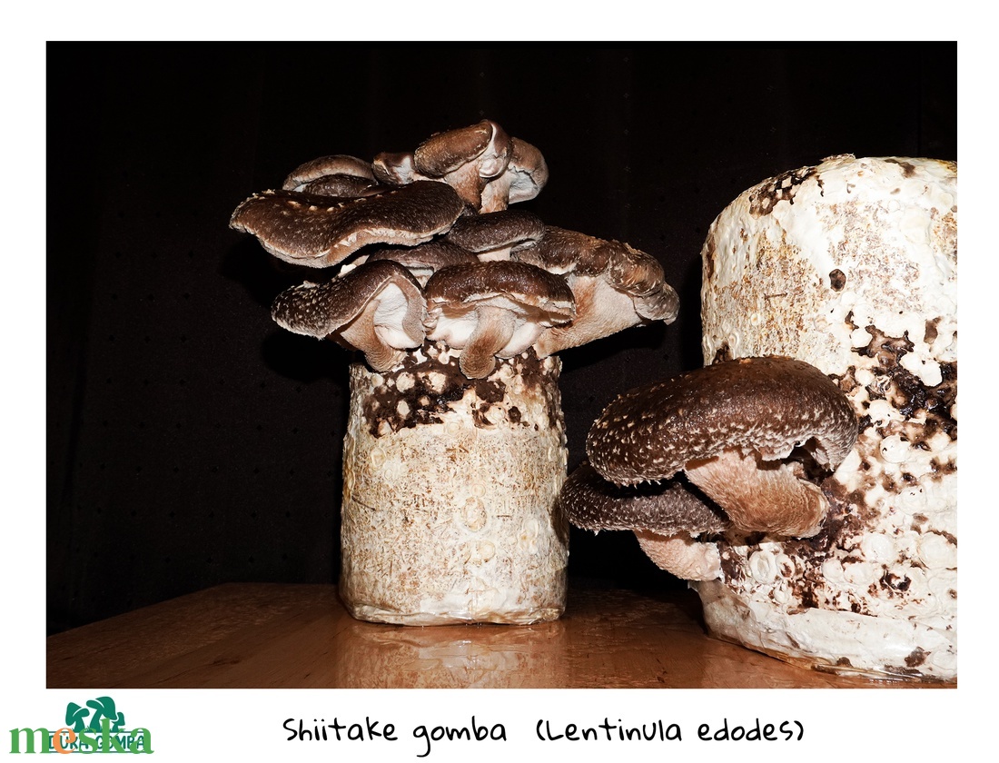 Shiitake gomba termőblokk - diy (csináld magad) - egységcsomag - Meska.hu Shiitake gomba termőblokk - diy (csináld magad) - egységcsomag - Meska.hu