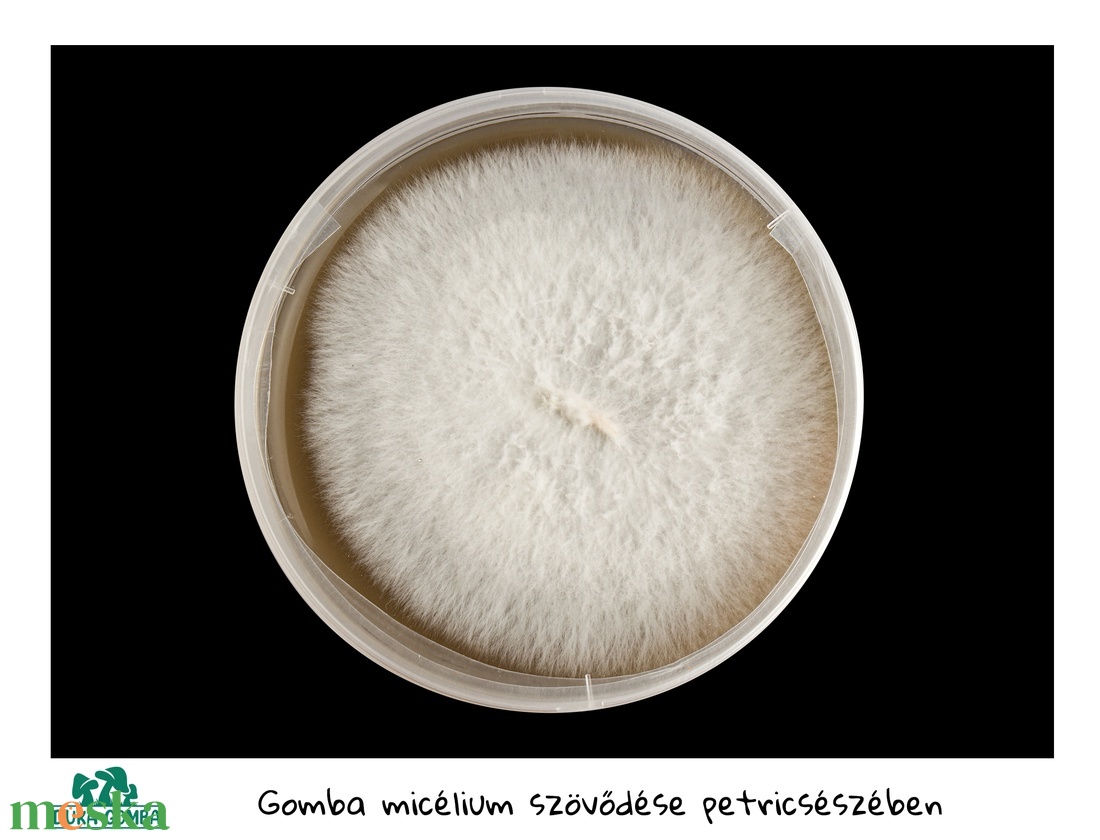 Shiitake gomba törzskultúra petricsészében - diy (csináld magad) - egységcsomag - Meska.hu Shiitake gomba törzskultúra petricsészében - diy (csináld magad) - egységcsomag - Meska.hu