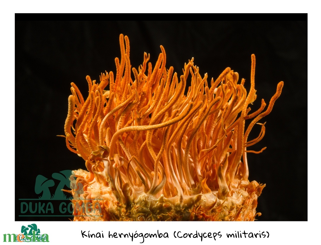 5 db-os csomag Cordyceps Militaris (kínai hernyógomba) termőkultúra - diy (csináld magad) - egységcsomag - Meska.hu 5 db-os csomag Cordyceps Militaris (kínai hernyógomba) termőkultúra - diy (csináld magad) - egységcsomag - Meska.hu
