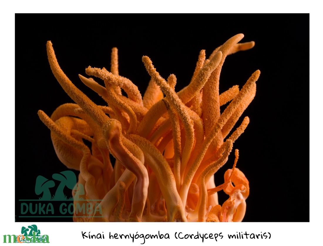 5 db-os csomag Cordyceps Militaris (kínai hernyógomba) termőkultúra - diy (csináld magad) - egységcsomag - Meska.hu 5 db-os csomag Cordyceps Militaris (kínai hernyógomba) termőkultúra - diy (csináld magad) - egységcsomag - Meska.hu