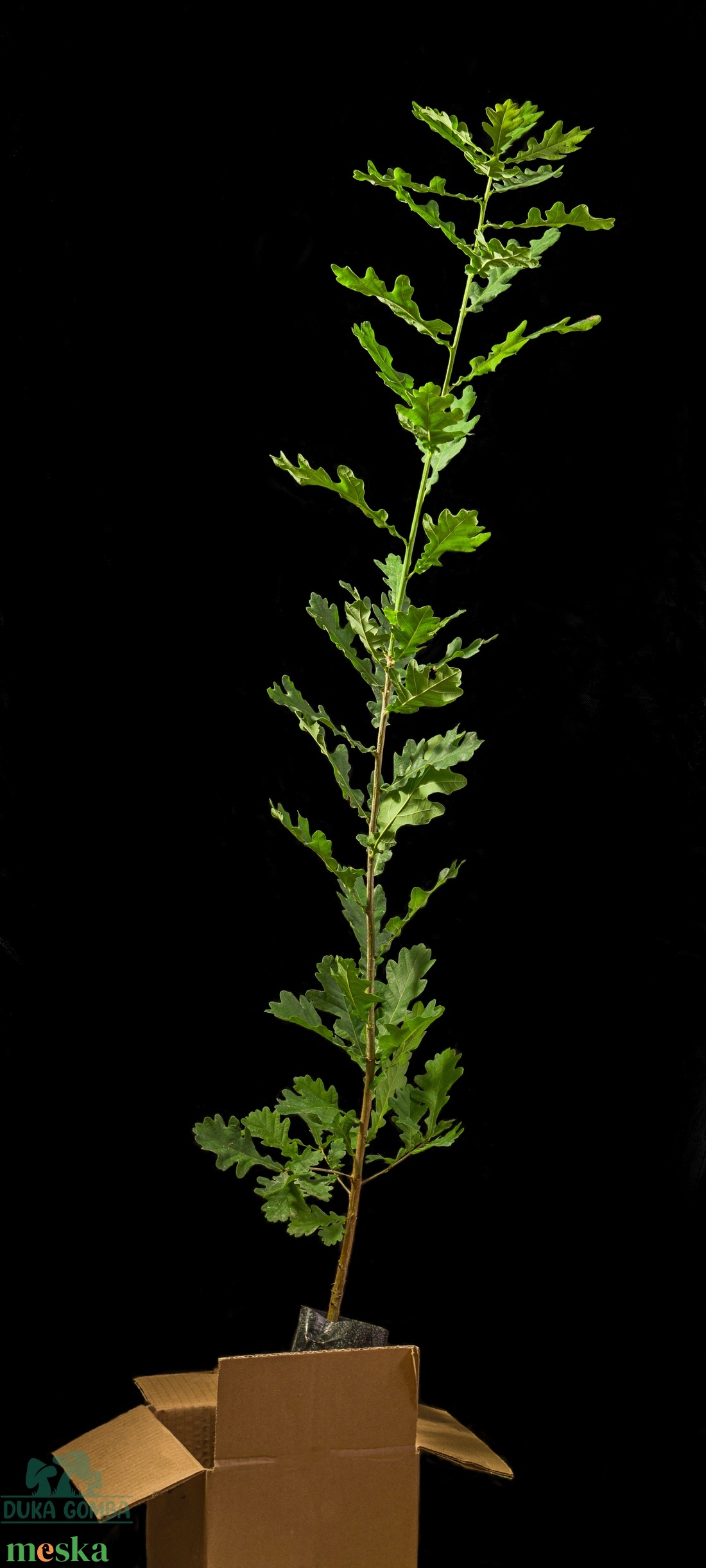 Kocsányos tölgyfa csemete - otthon & életmód - ház & kert - növény & veteményes - Meska.hu