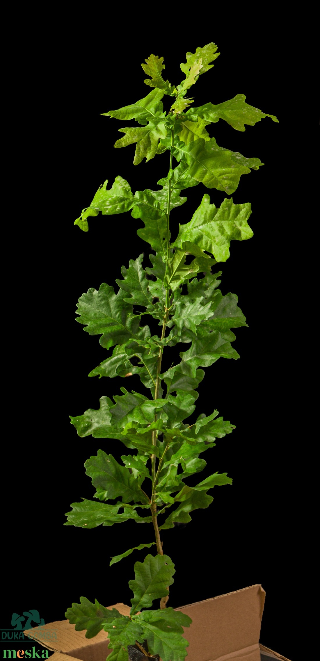 Kocsányos tölgyfa csemete - otthon & életmód - ház & kert - növény & veteményes - Meska.hu