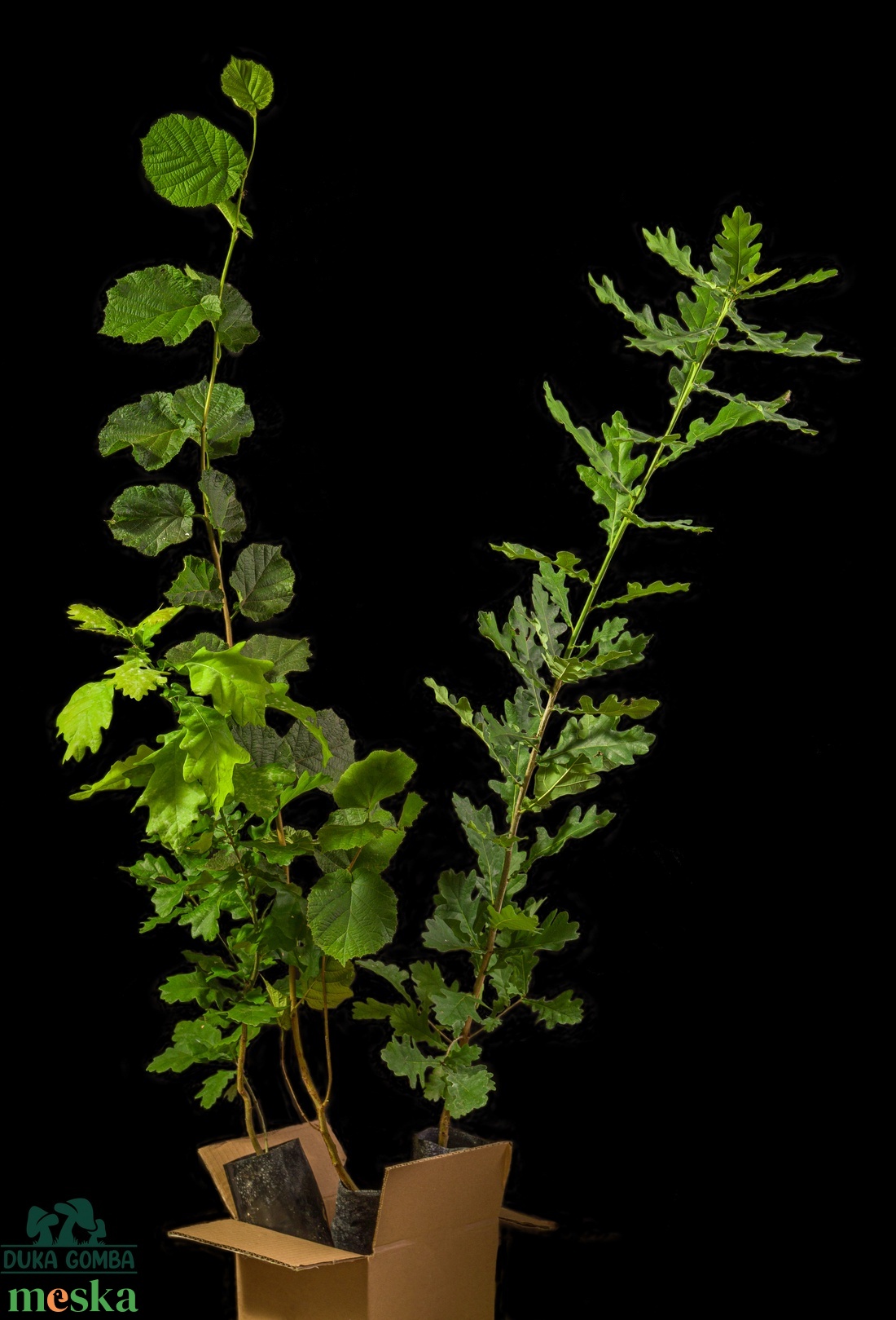 Kocsányos tölgyfa csemete - otthon & életmód - ház & kert - növény & veteményes - Meska.hu