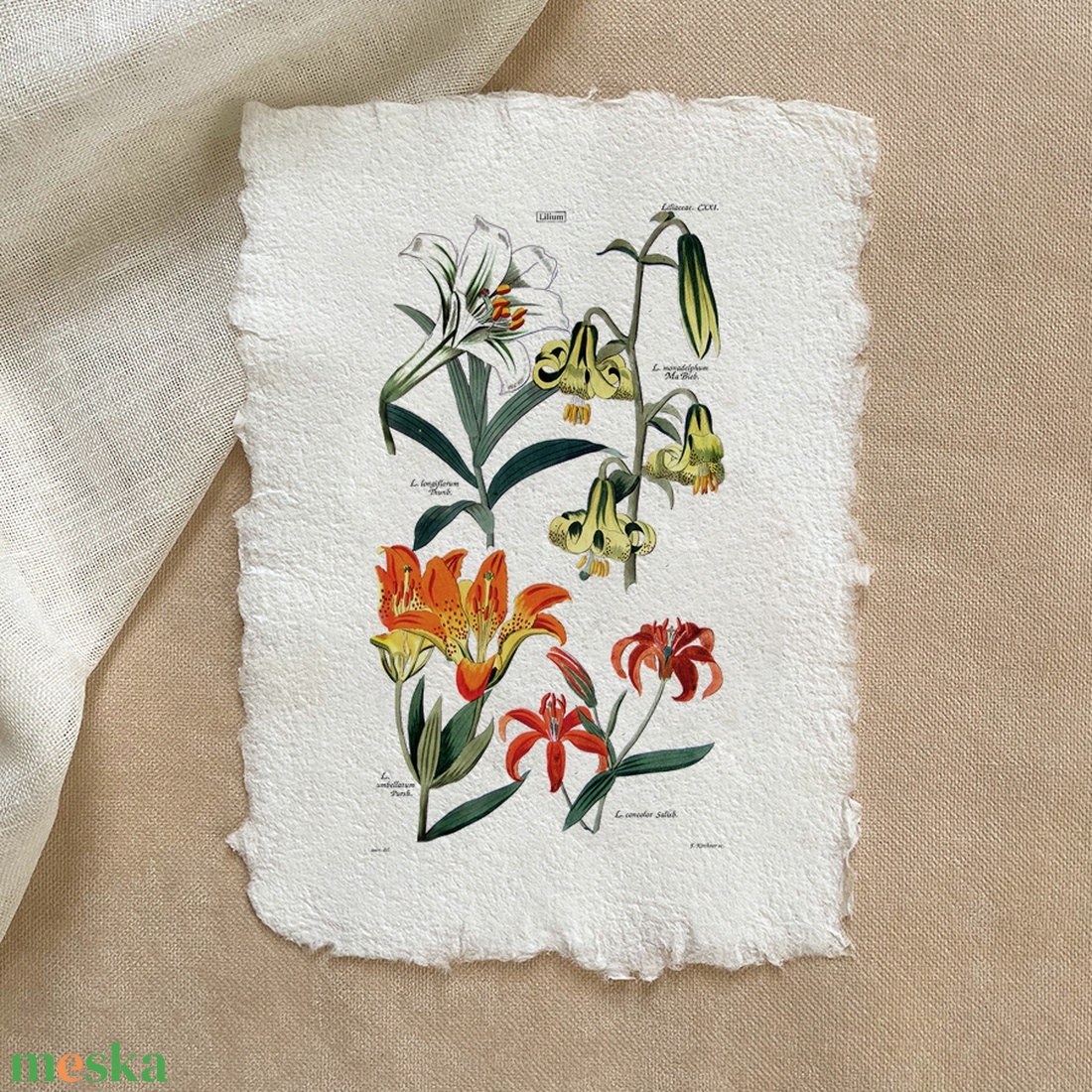 Botanikai print - Liliomfélék 1 - otthon & életmód - dekoráció - kép & falikép - poszter - Meska.hu Botanikai print - Liliomfélék 1 - otthon & életmód - dekoráció - kép & falikép - poszter - Meska.hu