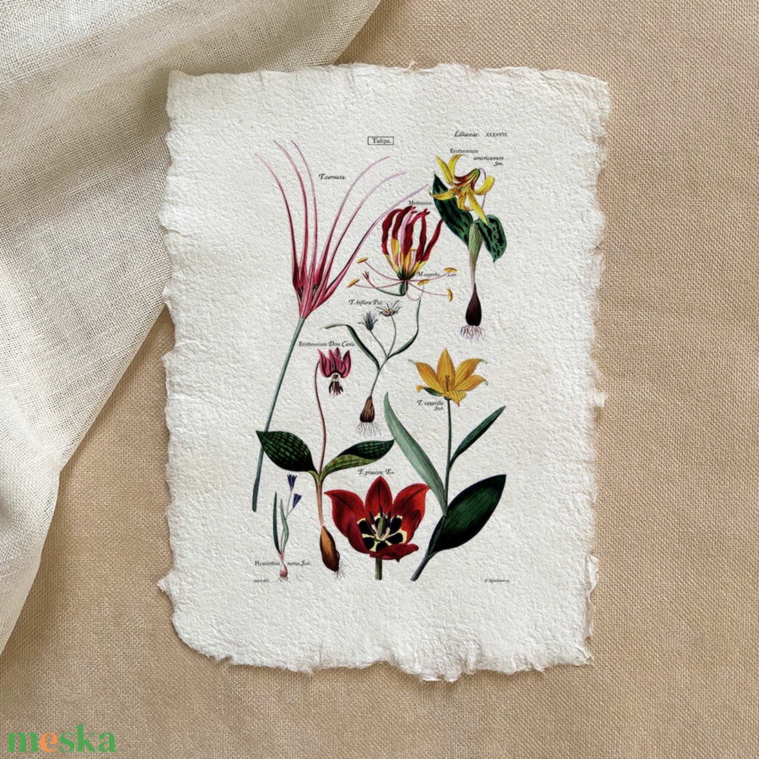 Botanikai print - Tulipán - otthon & életmód - dekoráció - kép & falikép - poszter - Meska.hu Botanikai print - Tulipán - otthon & életmód - dekoráció - kép & falikép - poszter - Meska.hu