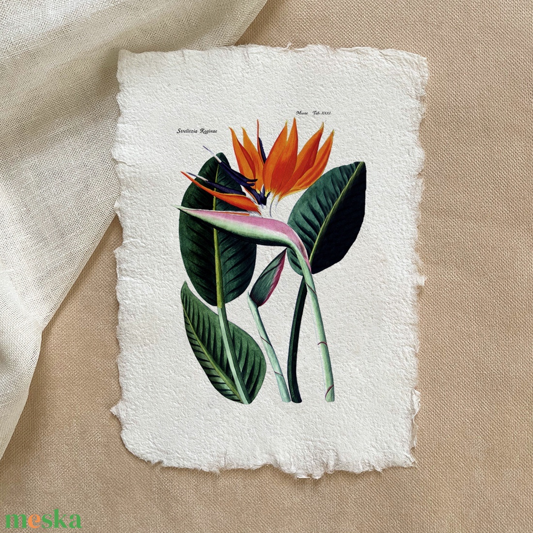 Botanikai print - Papagájvirág - otthon & életmód - dekoráció - kép & falikép - poszter - Meska.hu Botanikai print - Papagájvirág - otthon & életmód - dekoráció - kép & falikép - poszter - Meska.hu