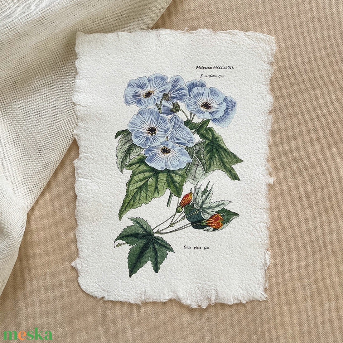 Botanikai print - Mályvafélék - otthon & életmód - dekoráció - kép & falikép - poszter - Meska.hu Botanikai print - Mályvafélék - otthon & életmód - dekoráció - kép & falikép - poszter - Meska.hu