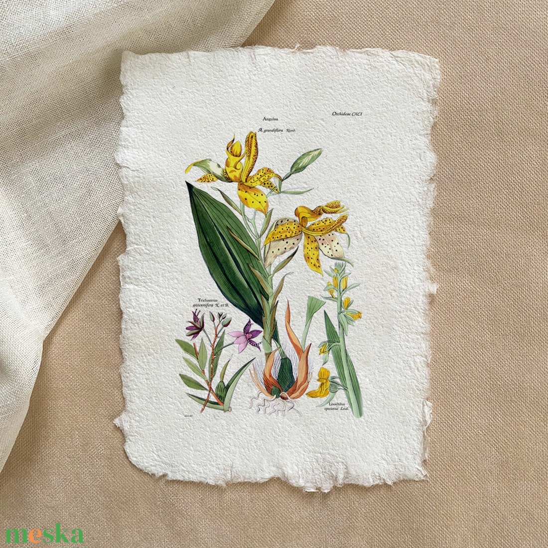 Botanikai print - Orchideafélék 3 - otthon & életmód - dekoráció - kép & falikép - poszter - Meska.hu Botanikai print - Orchideafélék 3 - otthon & életmód - dekoráció - kép & falikép - poszter - Meska.hu
