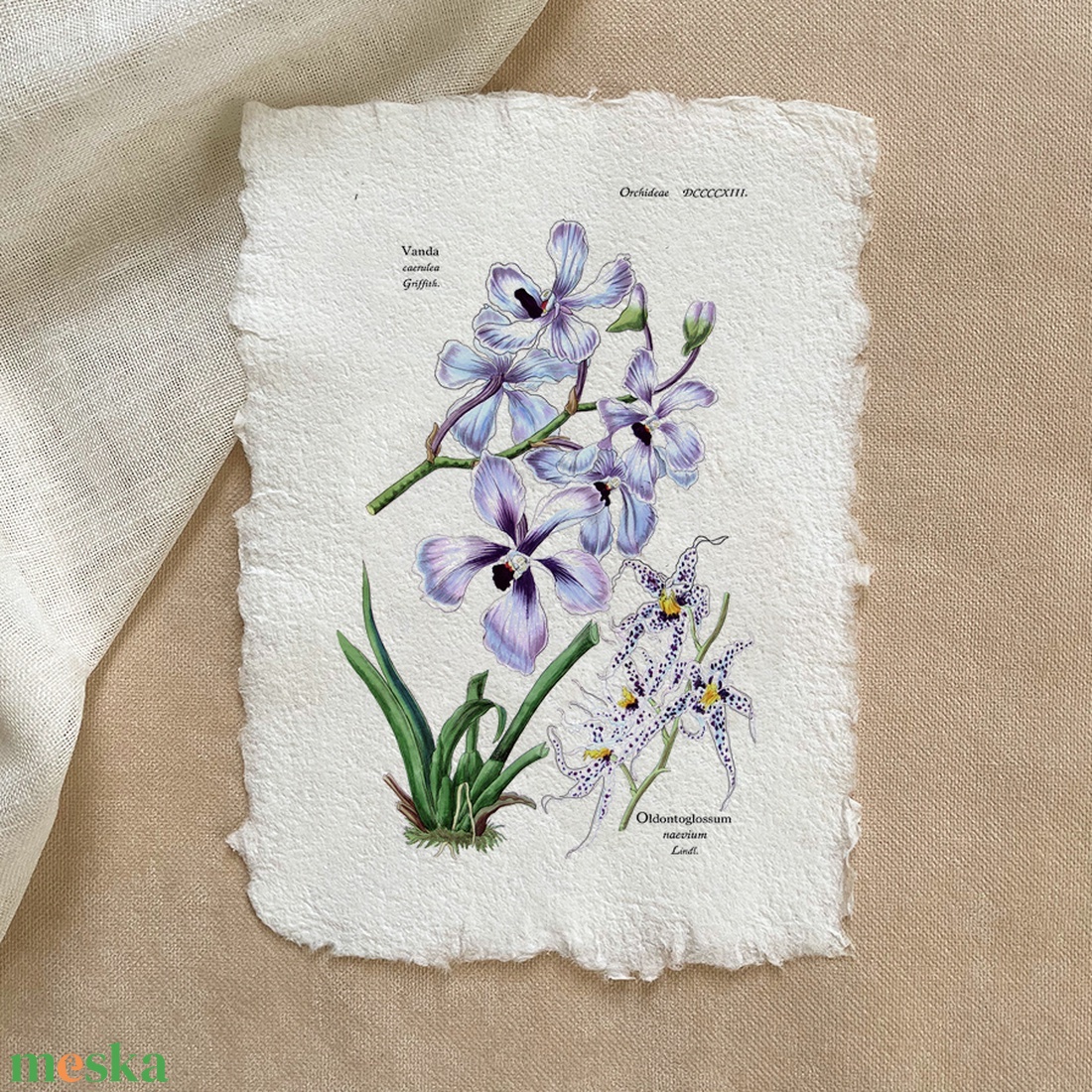 Botanikai print - Orchideafélék 1 - otthon & életmód - dekoráció - kép & falikép - poszter - Meska.hu