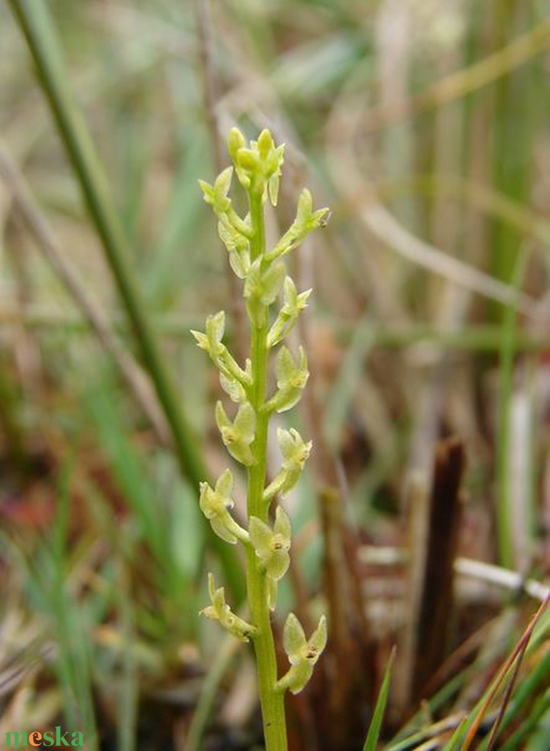 HUNGARICUM ALAPANYAGKÉNT KÖNYVILLUSZTRÁCIÓ és FAMETSZETEK - könyv & zene - könyv - Meska.hu