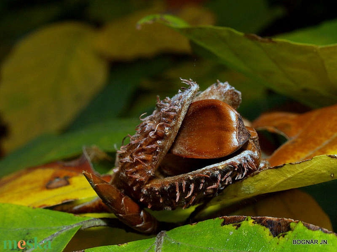 HUNGARICUM ALAP KÖNYVTÁRI SZÁMLAKÉPES BESZERZÉS (bükk és hárs társulások) - ékszer - ékszertartó - ékszerdoboz - Meska.hu