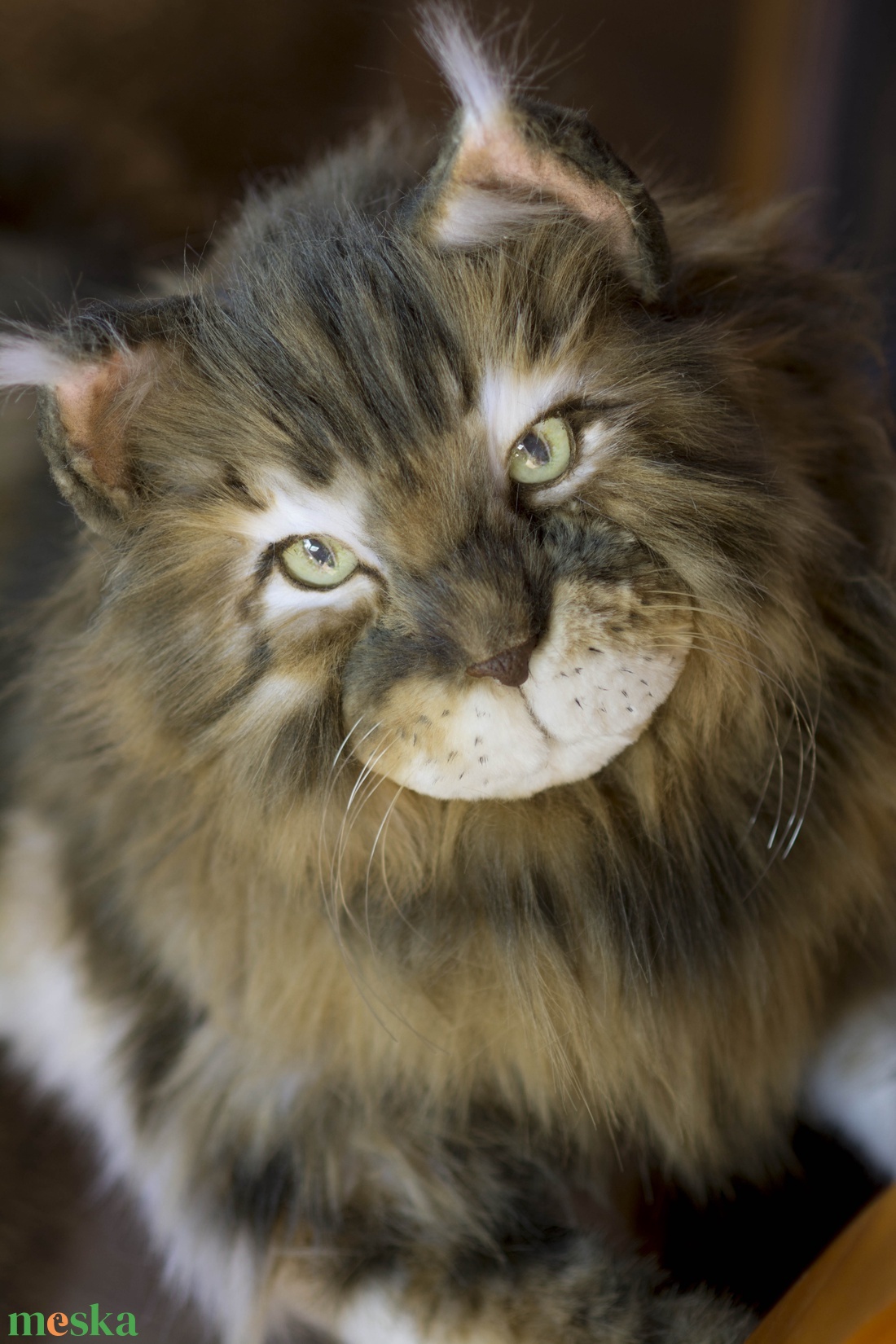 Élethű, realisztikus Maine Coon macska, cica plüss replika - játék & sport - plüssállat & játékfigura - cica - Meska.hu Élethű, realisztikus Maine Coon macska, cica plüss replika - játék & sport - plüssállat & játékfigura - cica - Meska.hu