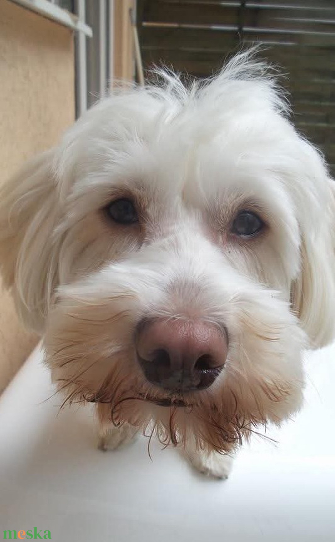 PlüssVagyok kutyus formapárna - saját fotó alapján - otthon & életmód - lakástextil - párna & párnahuzat - forma párna - Meska.hu