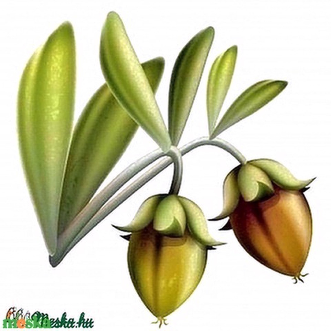 50 ml BIO JOJOBA OLAJ finomítatlan, 100 % tisztaságú - kellékek & szerszámok - kozmetikai alapanyag - Meska.hu