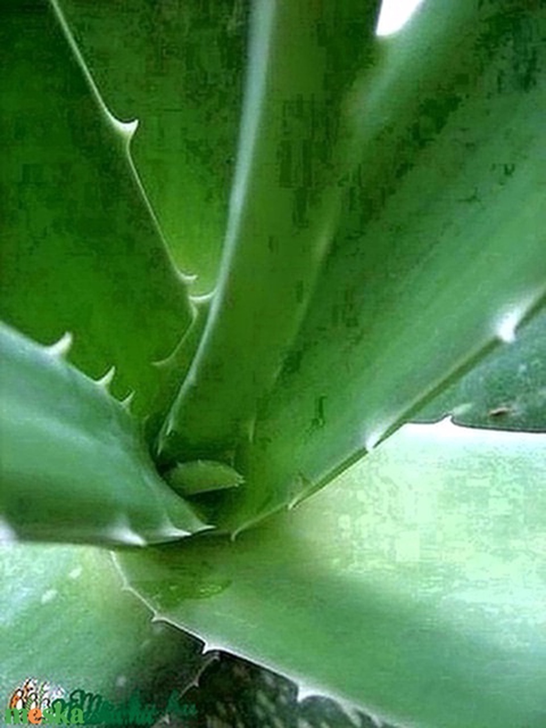 ALOE VERA GÉL 100 ml - kellékek & szerszámok - kozmetikai alapanyag - Meska.hu ALOE VERA GÉL 100 ml - kellékek & szerszámok - kozmetikai alapanyag - Meska.hu