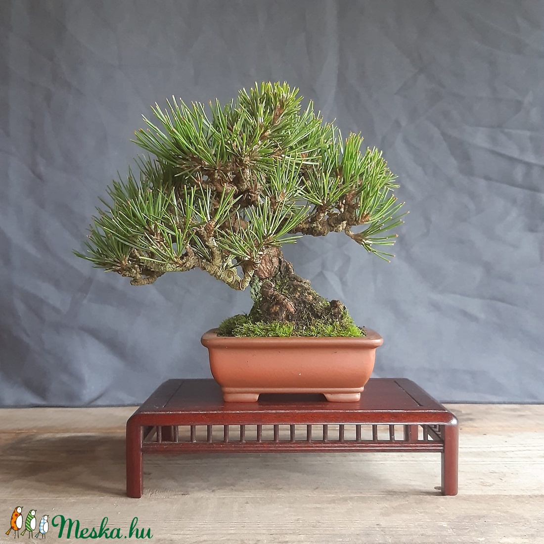 Bonsai tál 19 - otthon & életmód - dekoráció - asztal és polc dekoráció - bonsai - Meska.hu