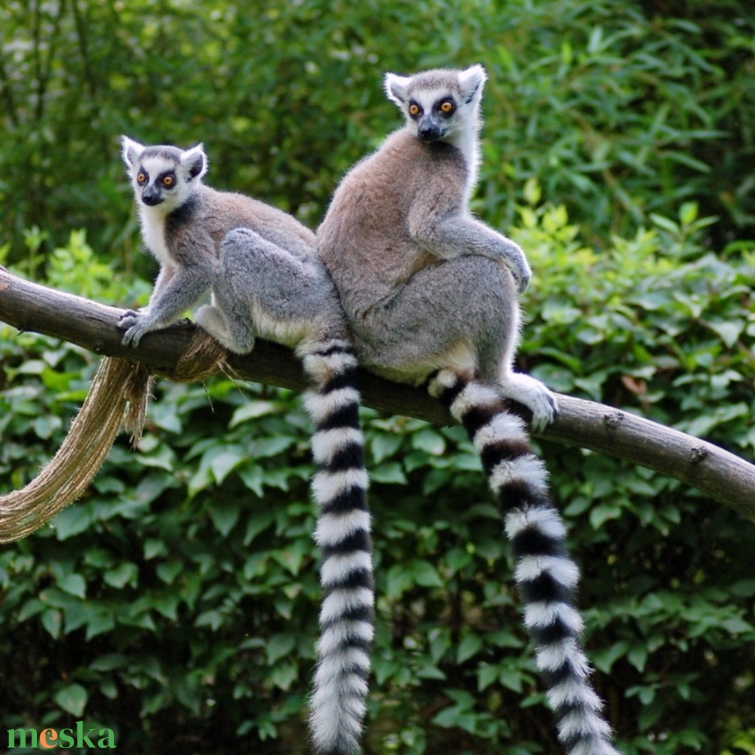 Gyűrűsfarkú maki álarc és farok filcből - ruha & divat - jelmez & álarc - álarc - Meska.hu