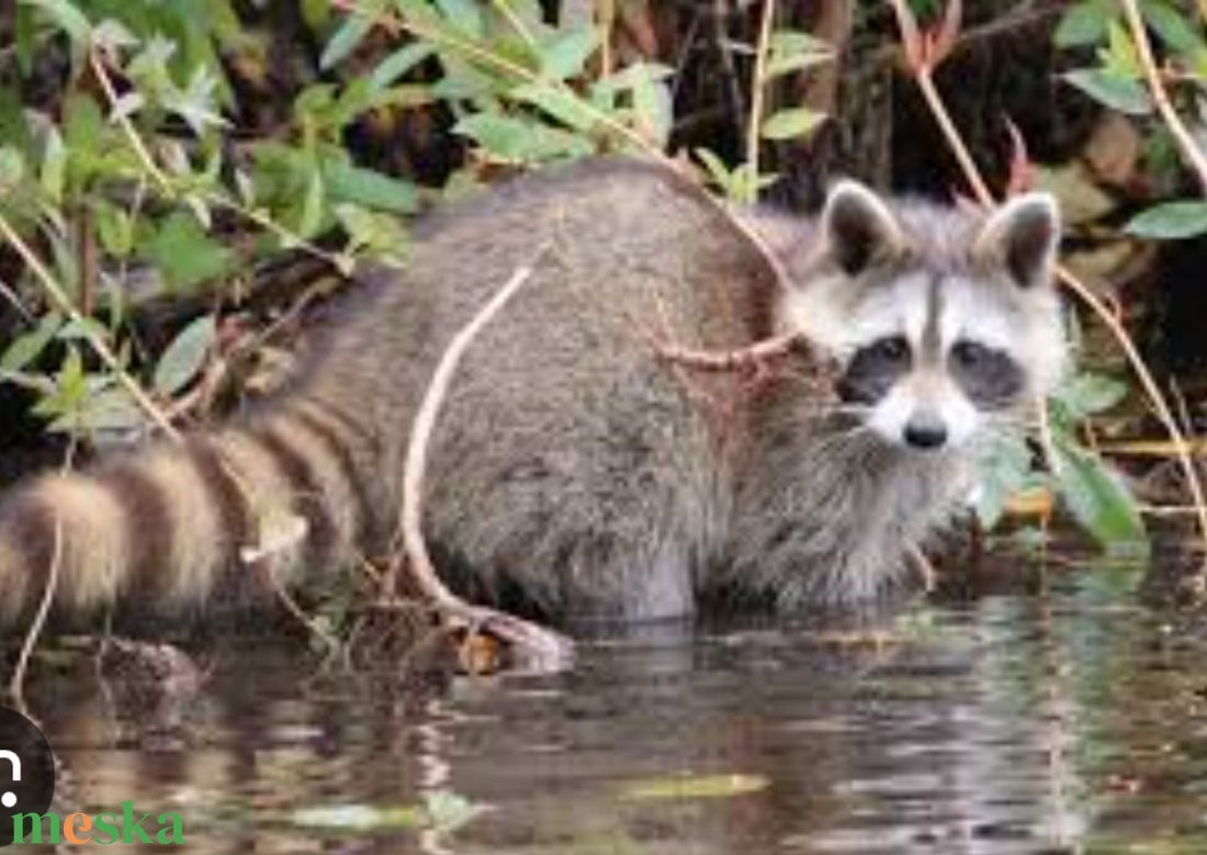 Mosómedve álarc és farok filcből - ruha & divat - jelmez & álarc - álarc - Meska.hu