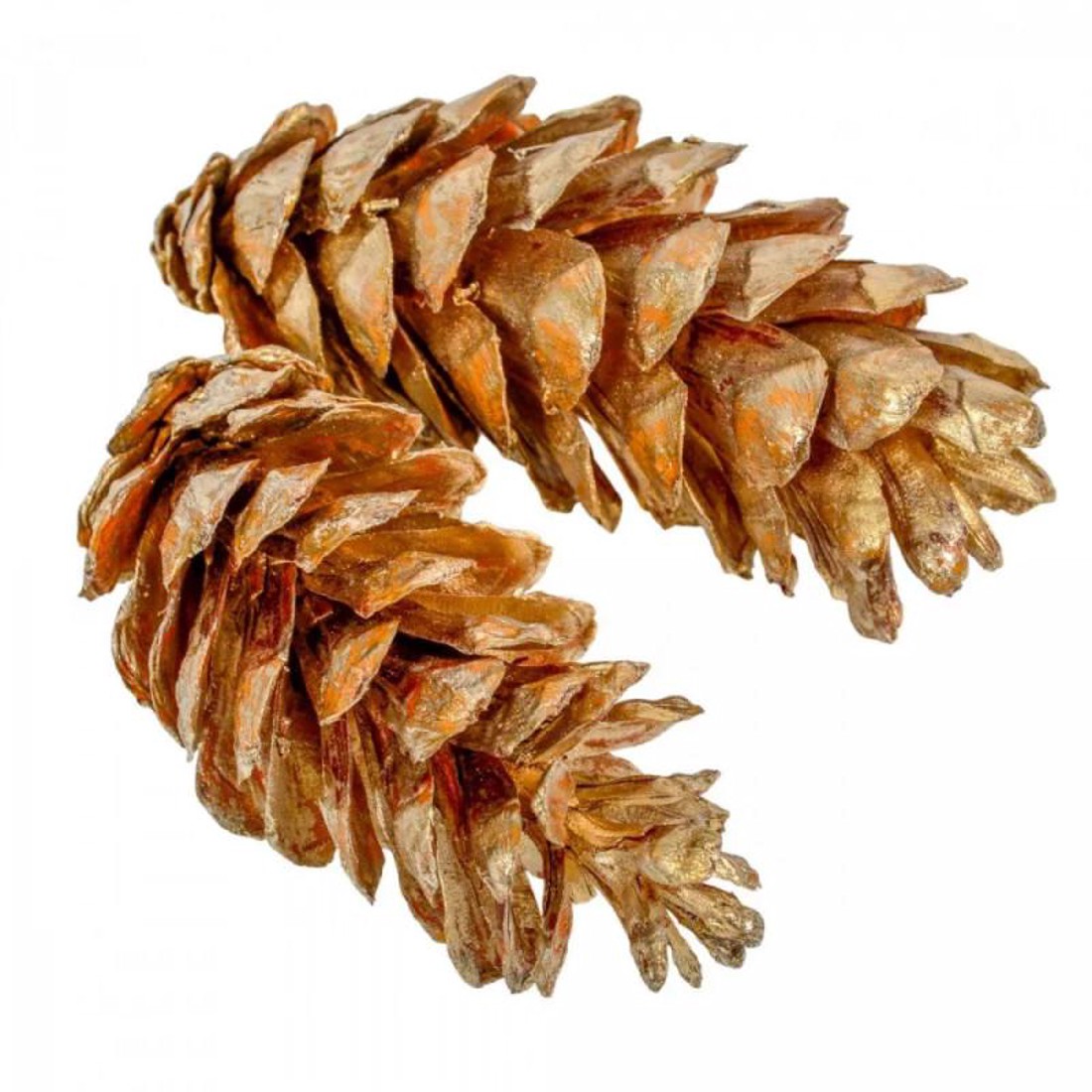 Strobus toboz 10-18 cm-es 6db - pezsgő - kellékek & szerszámok - dekorációs kellékek - toboz - Meska.hu Strobus toboz 10-18 cm-es 6db - pezsgő - kellékek & szerszámok - dekorációs kellékek - toboz - Meska.hu