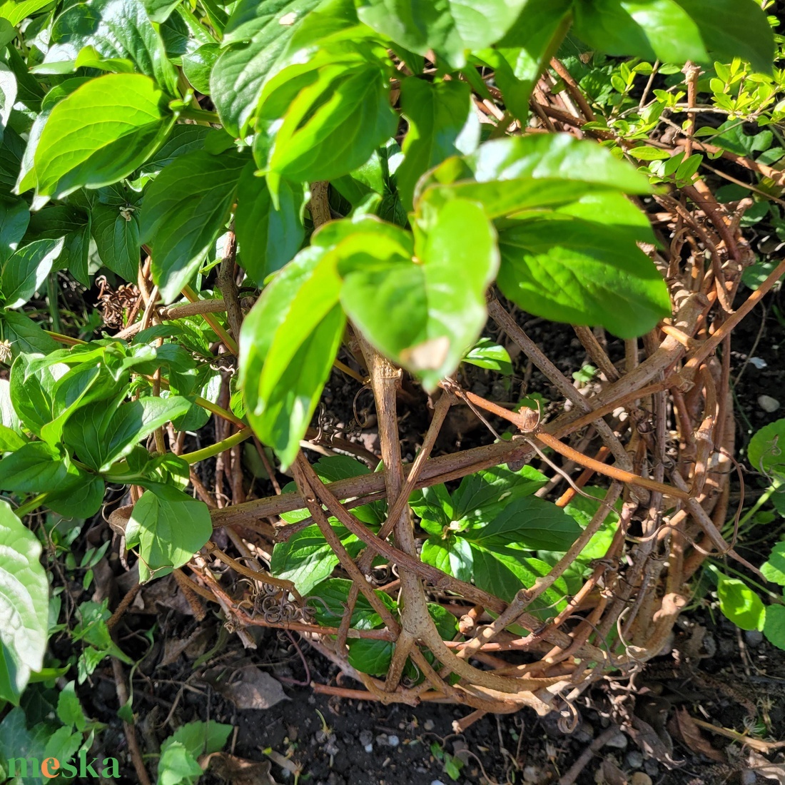 Természetes növénytámasz vadszőlő indából szőve  � félgömb forma, komposztálható - otthon & életmód - ház & kert - növény & veteményes - Meska.hu