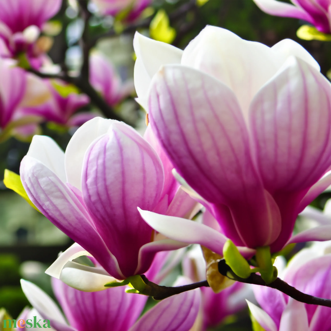 Velvet Magnolia Diffúzor - otthon & életmód - gyertya, illat, aroma - párologtató - Meska.hu