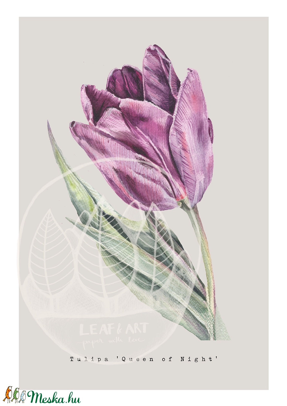 Lila tulipán akvarell botanikai illusztráció A4-es méretben - művészet - festmény - akvarell - Meska.hu