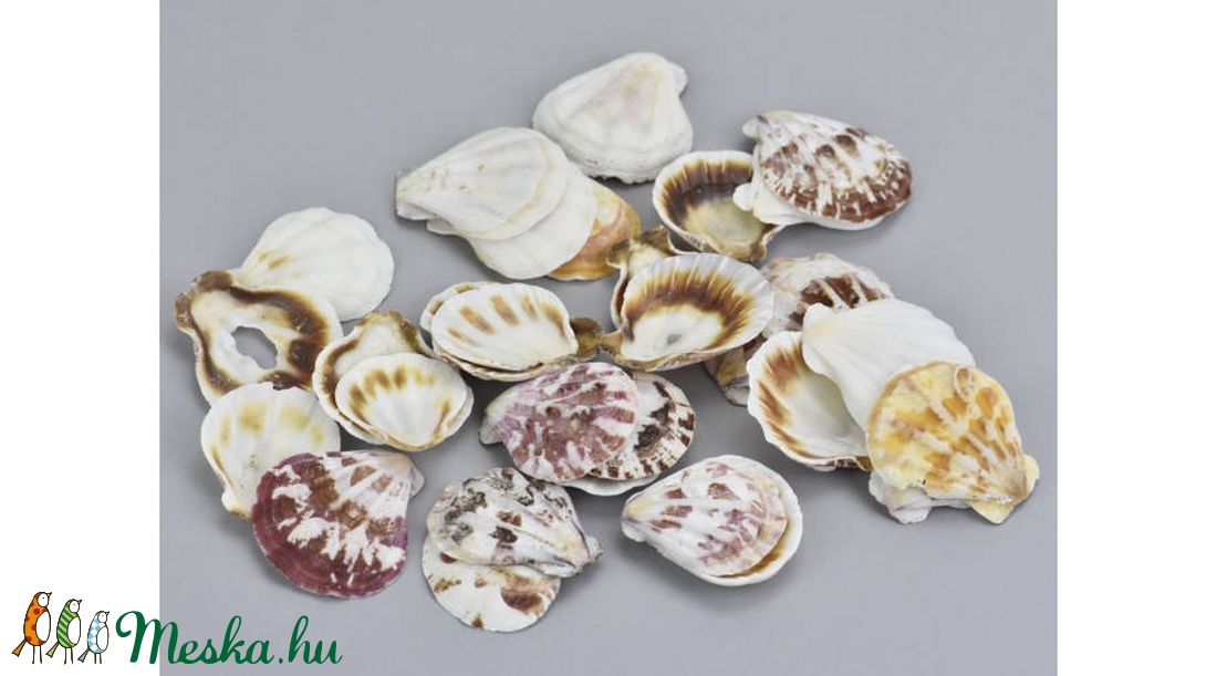 TH-2511. Ausztrál fésűskagyló 100gr./cs. - kellékek & szerszámok - dekorációs kellékek - egyéb kellékek - Meska.hu