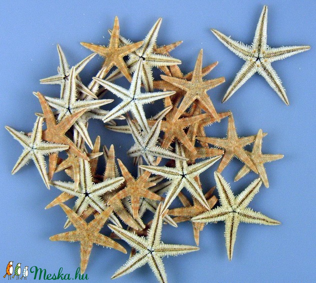 Tengeri csillag , 3cm - 5 cm 10 db/cs. - kellékek & szerszámok - dekorációs kellékek - egyéb kellékek - Meska.hu
