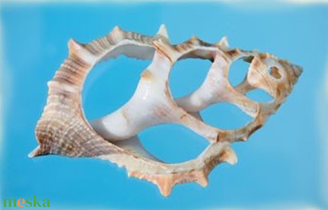 TH-2503. Tüskés sisakcsiga szelet - 4db/cs. - kellékek & szerszámok - dekorációs kellékek - egyéb kellékek - Meska.hu