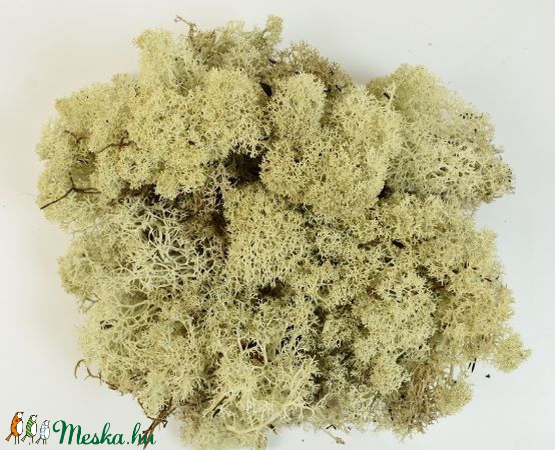 Izlandi moha , Izlandi zuzmó - natúr és vil.zöld - 1 kg/csomag - kellékek & szerszámok - dekorációs kellékek - egyéb kellékek - Meska.hu Izlandi moha , Izlandi zuzmó - natúr és vil.zöld - 1 kg/csomag - kellékek & szerszámok - dekorációs kellékek - egyéb kellékek - Meska.hu