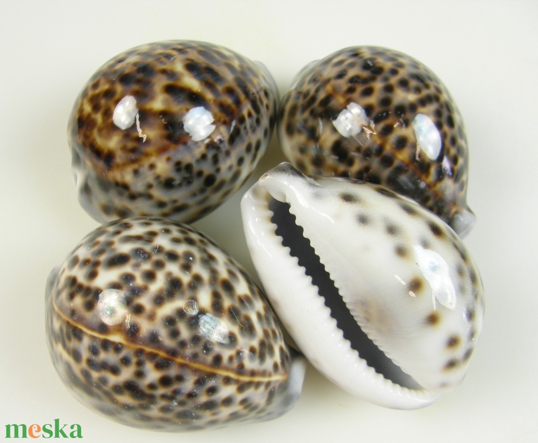 TH-2515. Tigriskauri igazi porcelán csiga 8-11cm - kellékek & szerszámok - dekorációs kellékek - egyéb kellékek - Meska.hu
