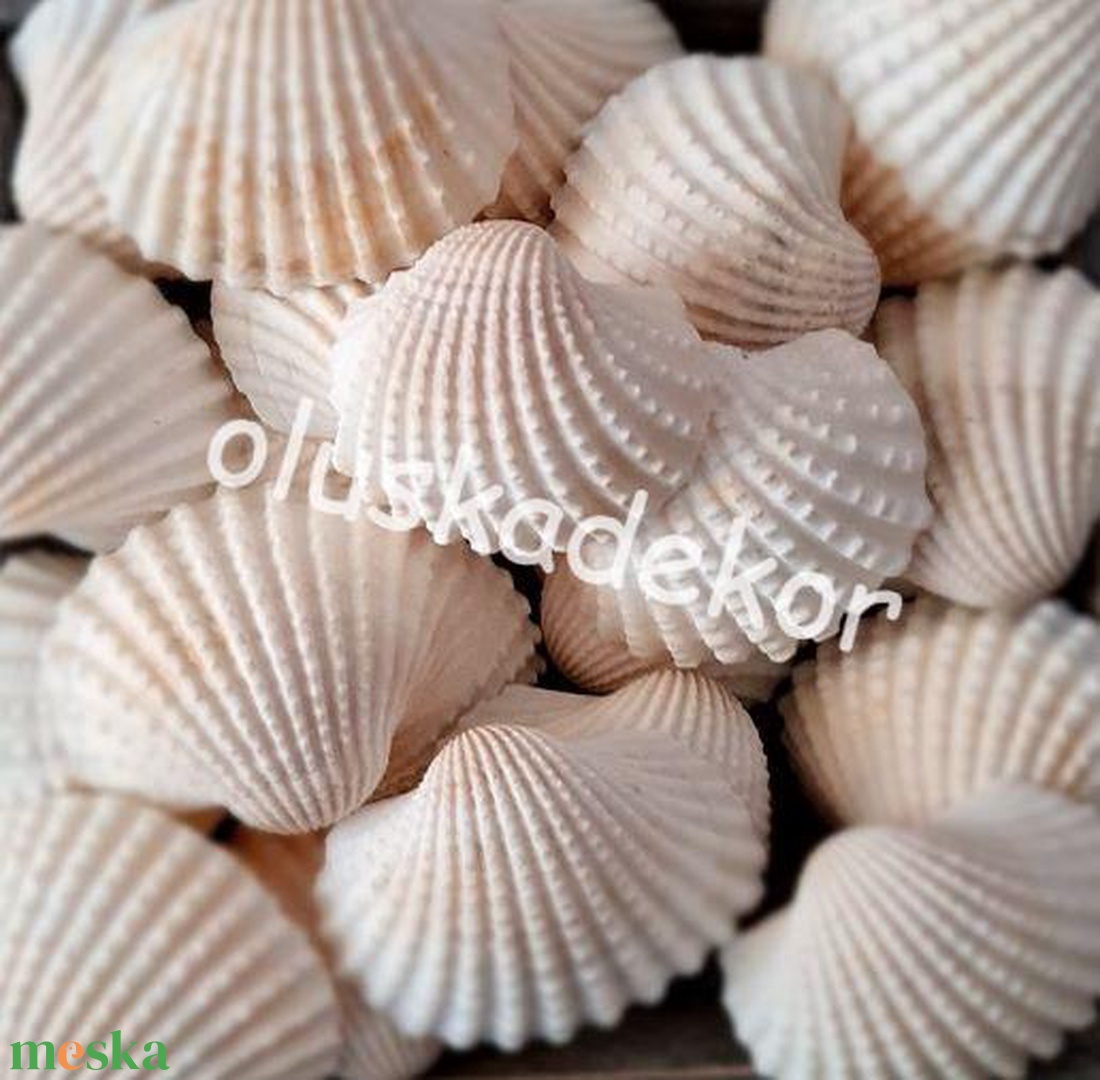Szívkagyló, 6 - 8 cm, natúr, 2db/cs. - kellékek & szerszámok - dekorációs kellékek - egyéb kellékek - Meska.hu Szívkagyló, 6 - 8 cm, natúr, 2db/cs. - kellékek & szerszámok - dekorációs kellékek - egyéb kellékek - Meska.hu