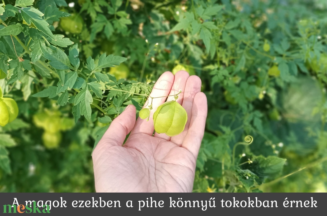 Vendég ajándék szívmag papírdobozban - diy (csináld magad) - egységcsomag - Meska.hu Vendég ajándék szívmag papírdobozban - diy (csináld magad) - egységcsomag - Meska.hu