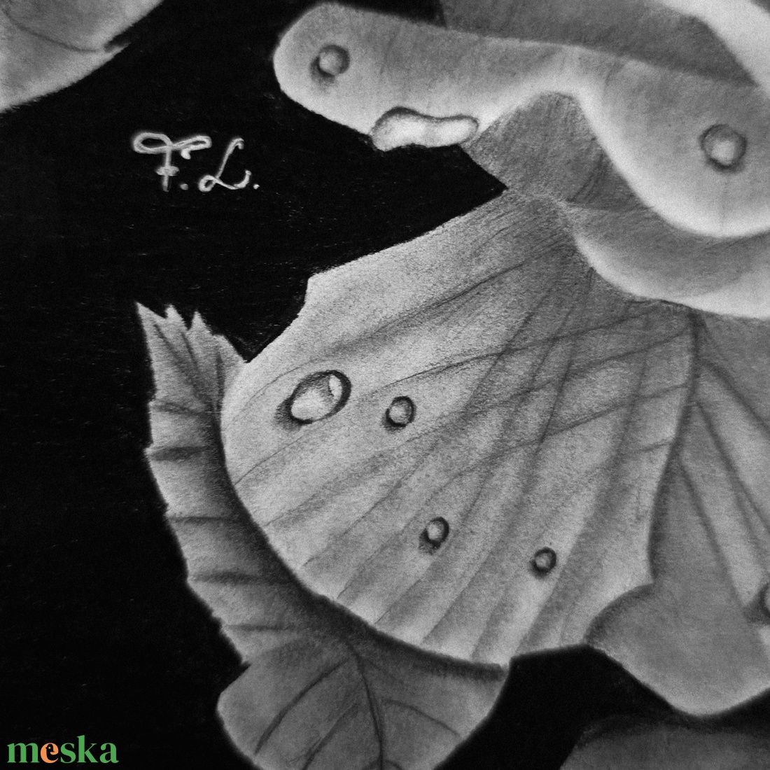 Rózsa vízcseppekkel, kézzel készült grafitrajz - művészet - grafika & illusztráció - ceruzarajz - Meska.hu