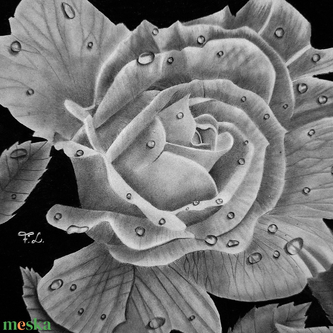 Rózsa vízcseppekkel, kézzel készült grafitrajz - művészet - grafika & illusztráció - ceruzarajz - Meska.hu