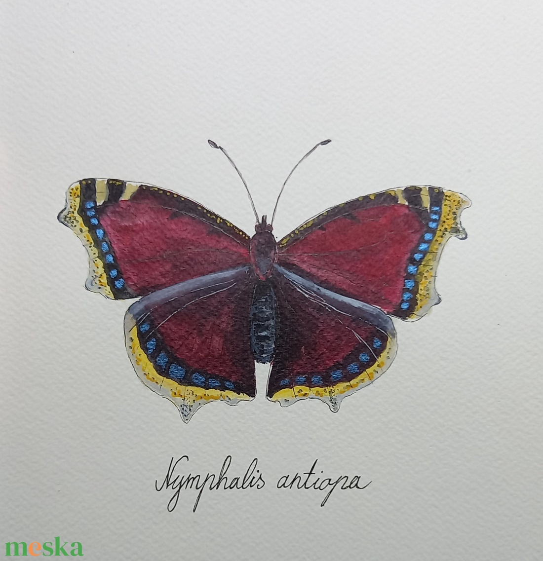 Nymphalis antiopa (gyászlepke) - művészet - festmény - akvarell - Meska.hu Nymphalis antiopa (gyászlepke) - művészet - festmény - akvarell - Meska.hu