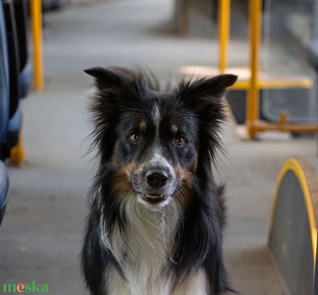 A kutya neve: Sly mixed media akril festmény; 40x40; keret nélkül - művészet - festmény - festmény vegyes technika - Meska.hu