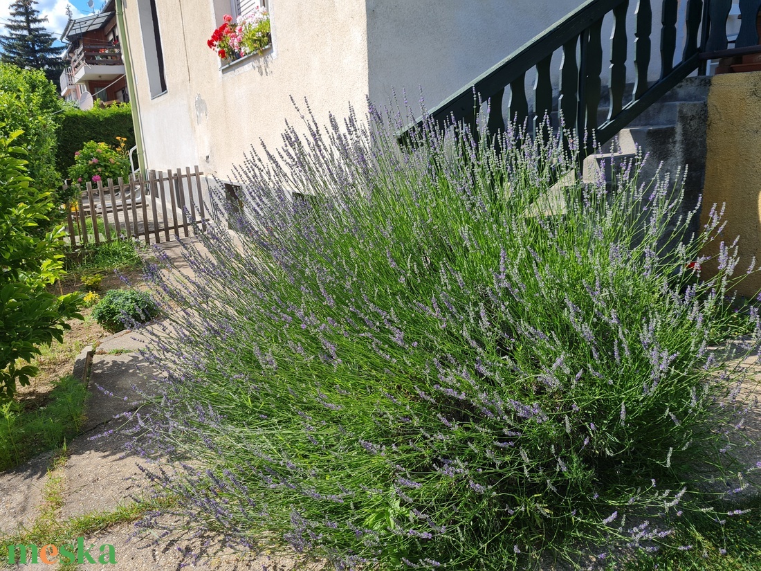 Levendula buzogány - otthon & életmód - dekoráció - virágdísz és tartó - csokor & virágdísz - Meska.hu