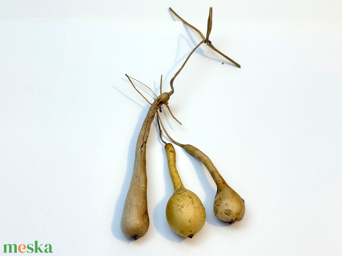 Pici lopótök 3 db együtt - kiszárított dekoráció lopó tök - kellékek & szerszámok - dekorációs kellékek - termések, terméscsomagok - Meska.hu