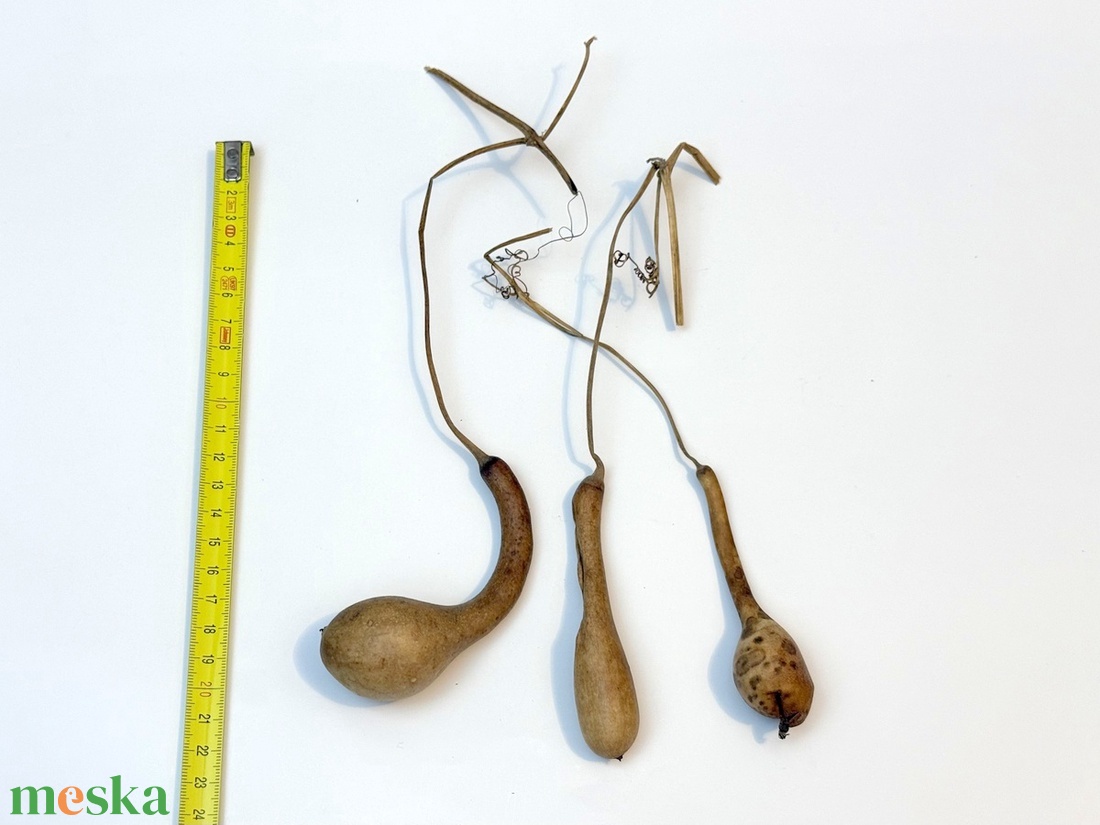 Pici lopótök 3 db együtt - kiszárított dekoráció lopó tök - kellékek & szerszámok - dekorációs kellékek - termések, terméscsomagok - Meska.hu