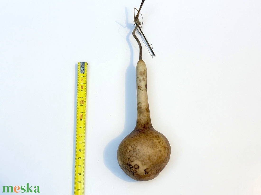 Kis lopótök - kiszárított dekoráció lopó tök - kellékek & szerszámok - dekorációs kellékek - termések, terméscsomagok - Meska.hu