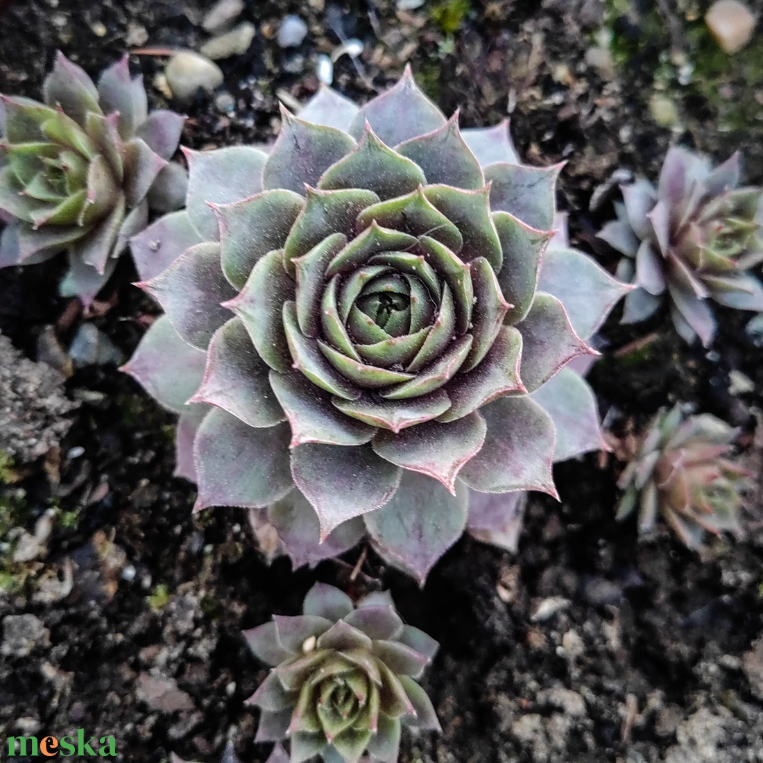 Élő kövirózsa vendégköszönő ajándék és ültető - esküvő - emlék & ajándék - köszönőajándék - Meska.hu