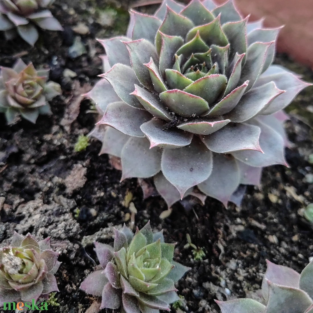 Élő kövirózsa vendégköszönő ajándék és ültető - esküvő - emlék & ajándék - köszönőajándék - Meska.hu