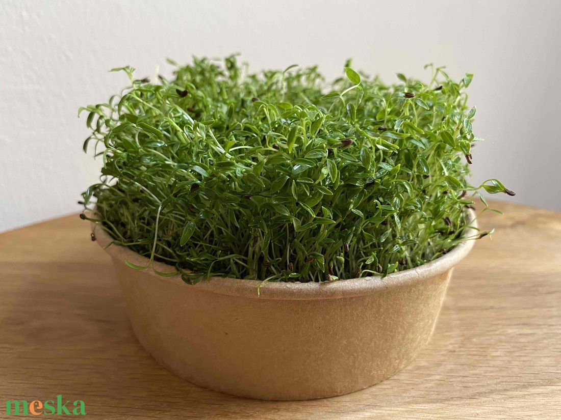 Fűszer Mikrozöld és csíra csomag ( 3db/csomag) - diy (csináld magad) - workshop & tanfolyam - Meska.hu Fűszer Mikrozöld és csíra csomag ( 3db/csomag) - diy (csináld magad) - workshop & tanfolyam - Meska.hu