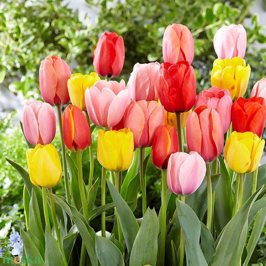Tulipán virághagyma 10dbos csomag - otthon & életmód - ház & kert - növény & veteményes - Meska.hu Tulipán virághagyma 10dbos csomag - otthon & életmód - ház & kert - növény & veteményes - Meska.hu