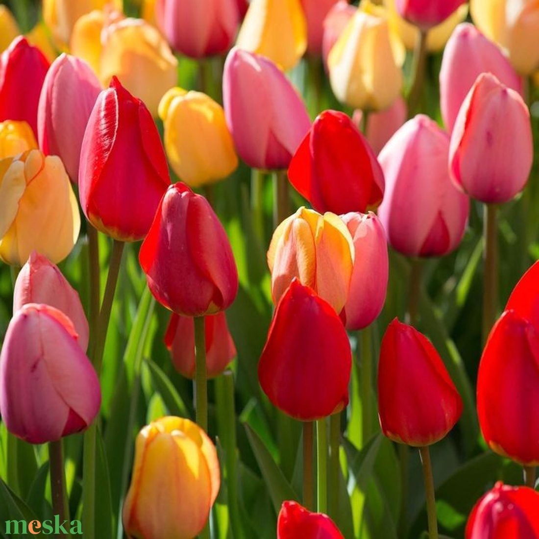 Tulipán virághagyma 10dbos csomag - otthon & életmód - ház & kert - növény & veteményes - Meska.hu Tulipán virághagyma 10dbos csomag - otthon & életmód - ház & kert - növény & veteményes - Meska.hu